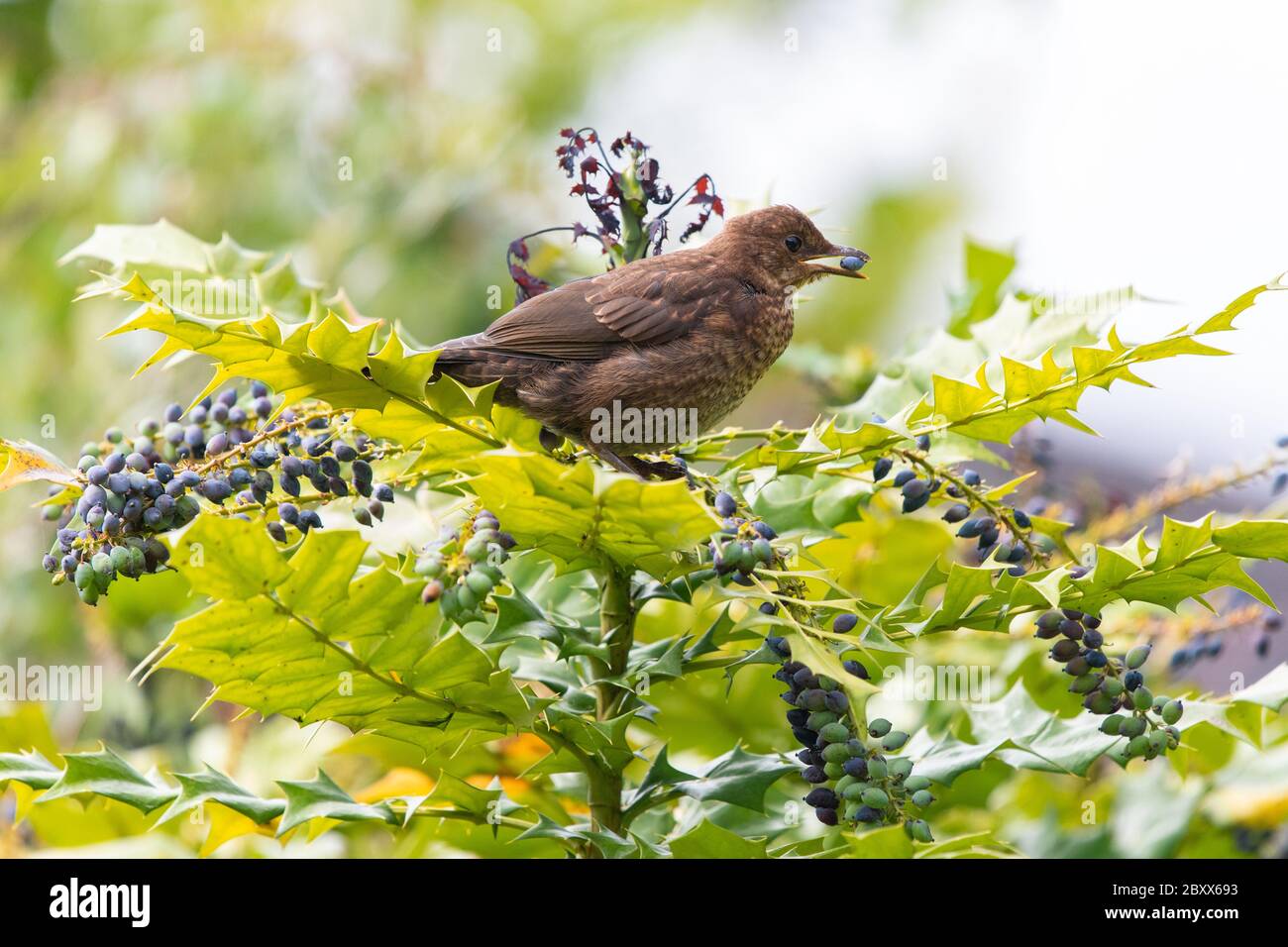 Mahonia berries blackbird hires stock photography and images Alamy