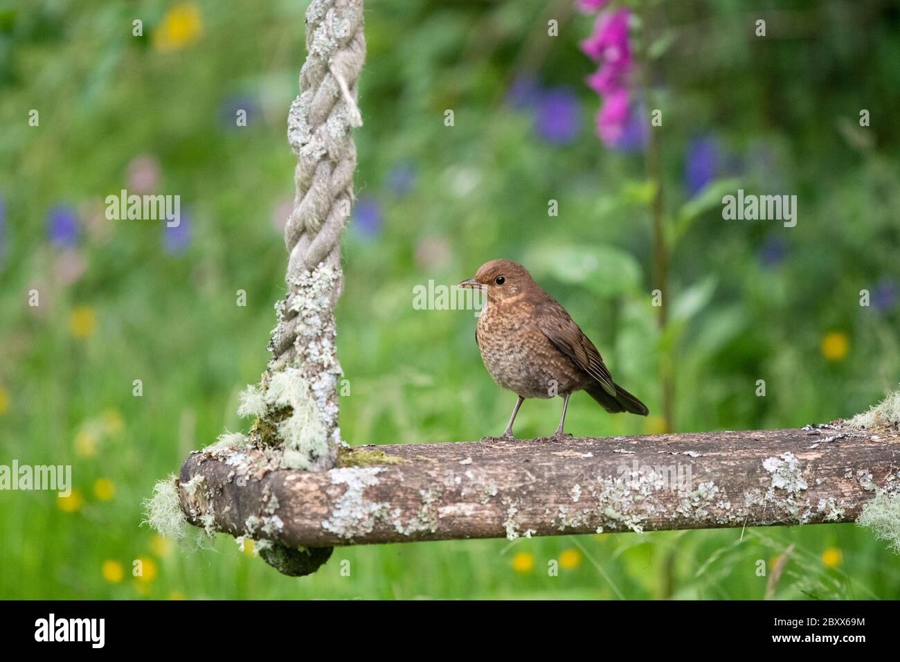 juvenile blackbird - Turdus merula - on garden swing in early summer - UK Stock Photo