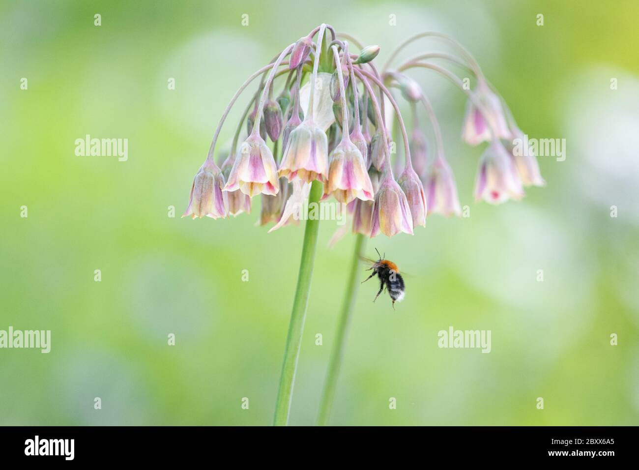 Nectaroscordum siculum - sicilian honey garlic - flowers attracting a bumble bee in uk garden Stock Photo