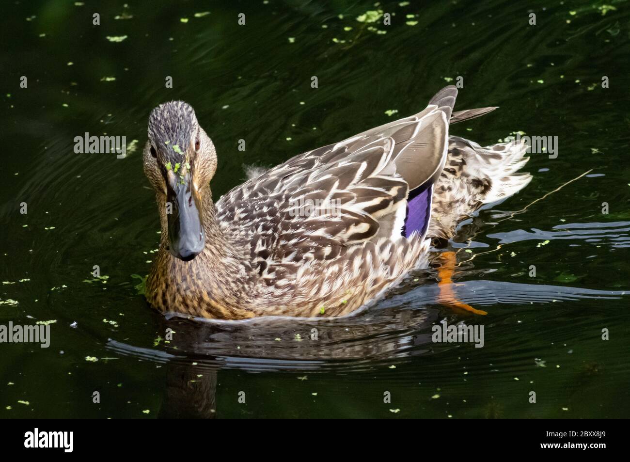 Female mallard duck anatidae waterfowl on water paddling swimming Stock Photo