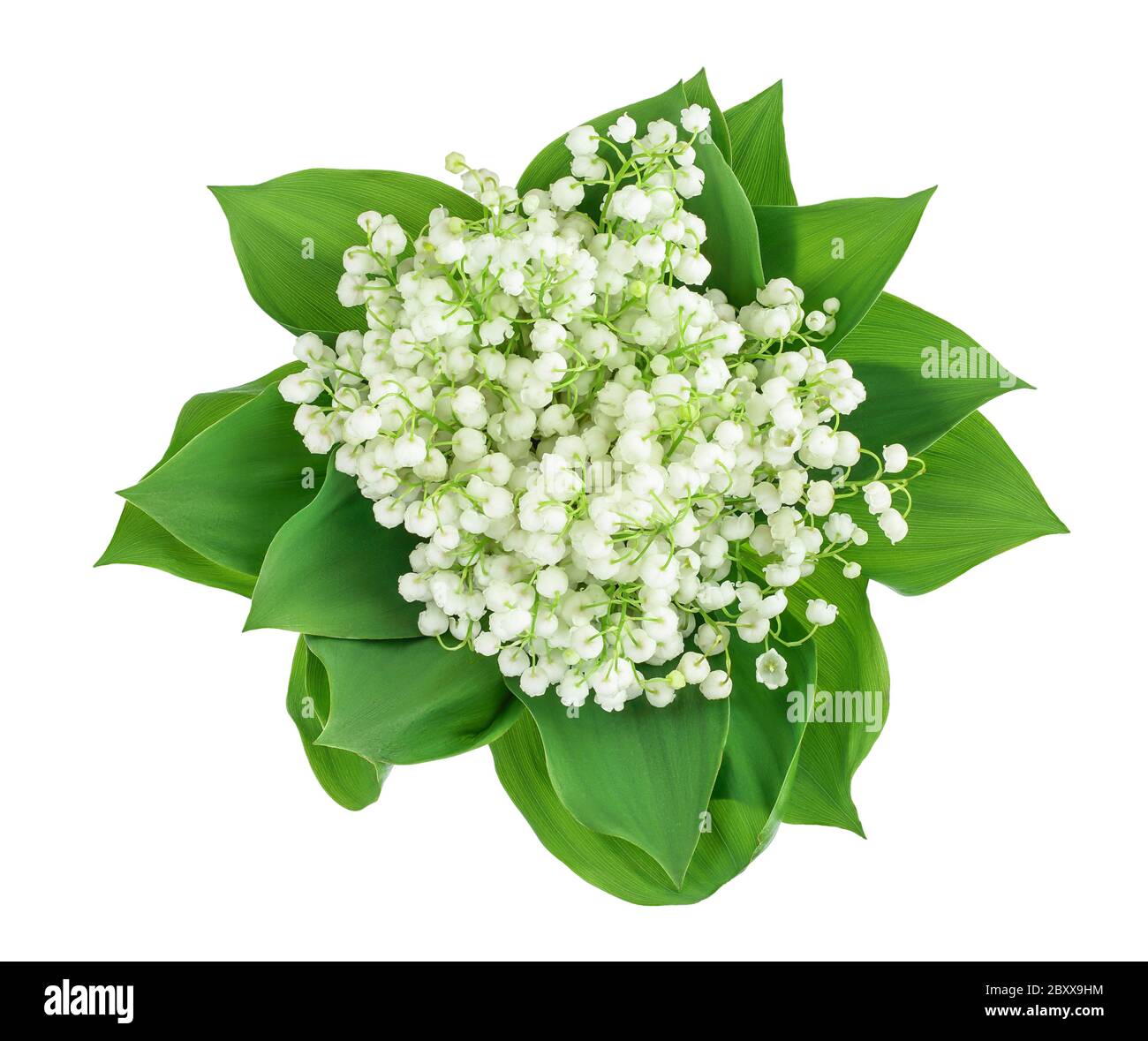 Lilly of the valley flowers isolated on white background with clipping path and full depth of field. Top view Stock Photo