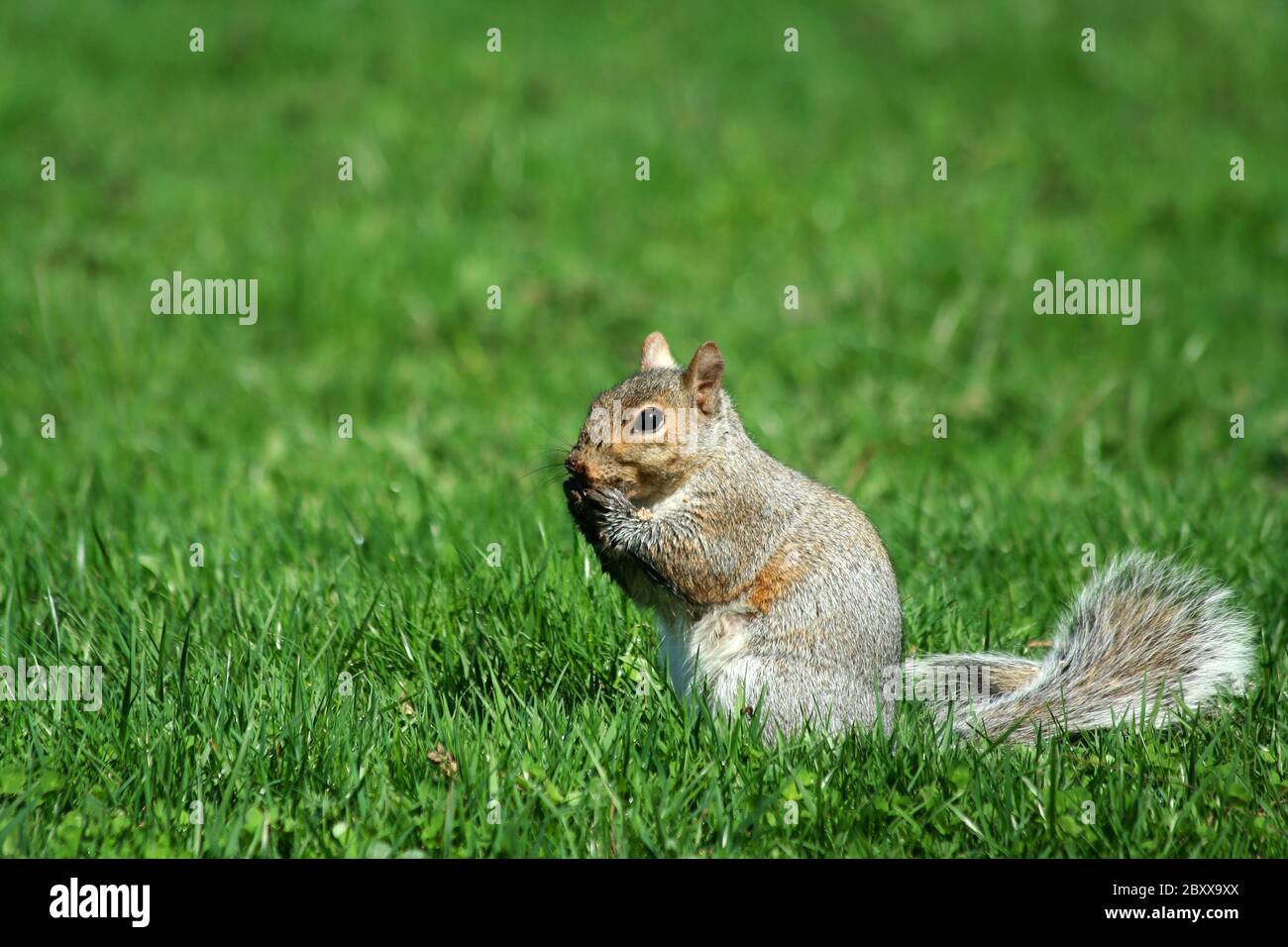 Grey squirrel eating on the grass hires stock photography and images