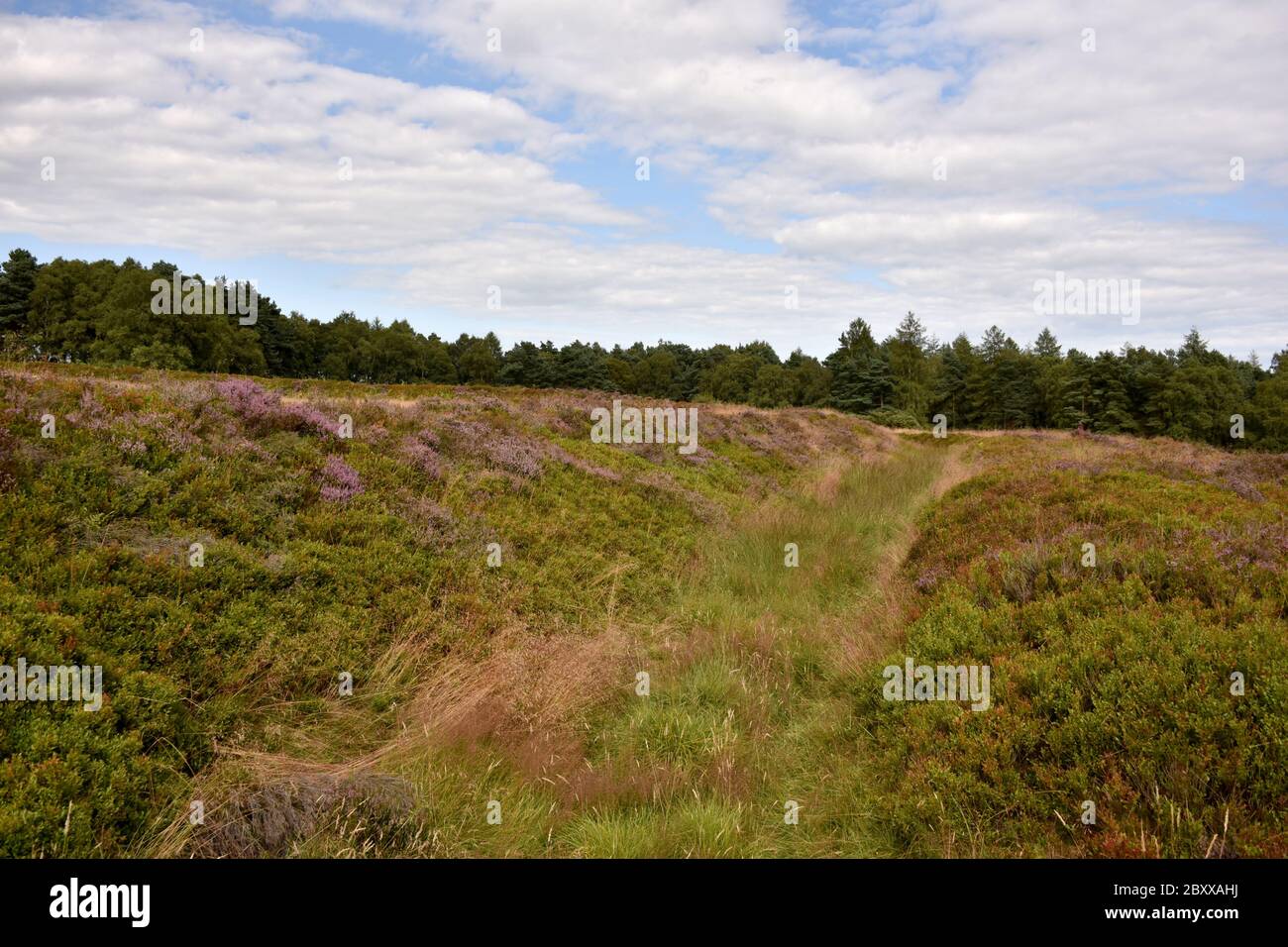 Roman earthworks at Cawthorn Camp, North Yorkshire, UK Stock Photo