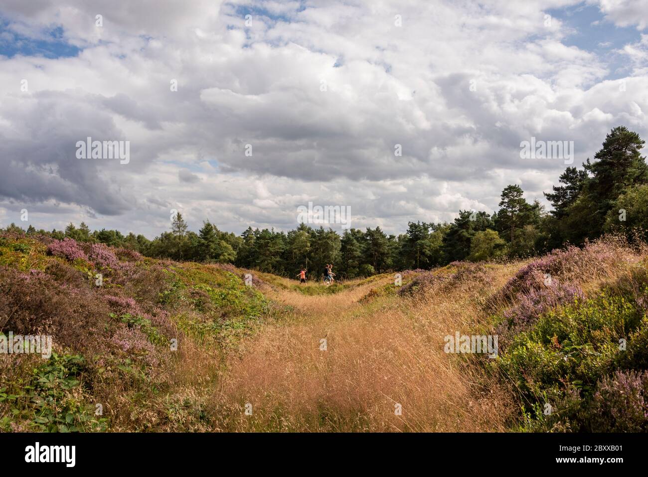Roman earthworks at Cawthorn Camp, North Yorkshire, UK Stock Photo
