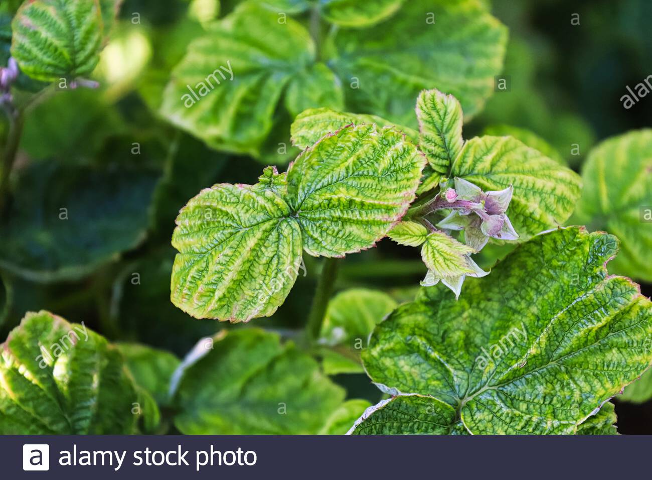 Interveinal Chlorosis High Resolution Stock Photography and Images - Alamy