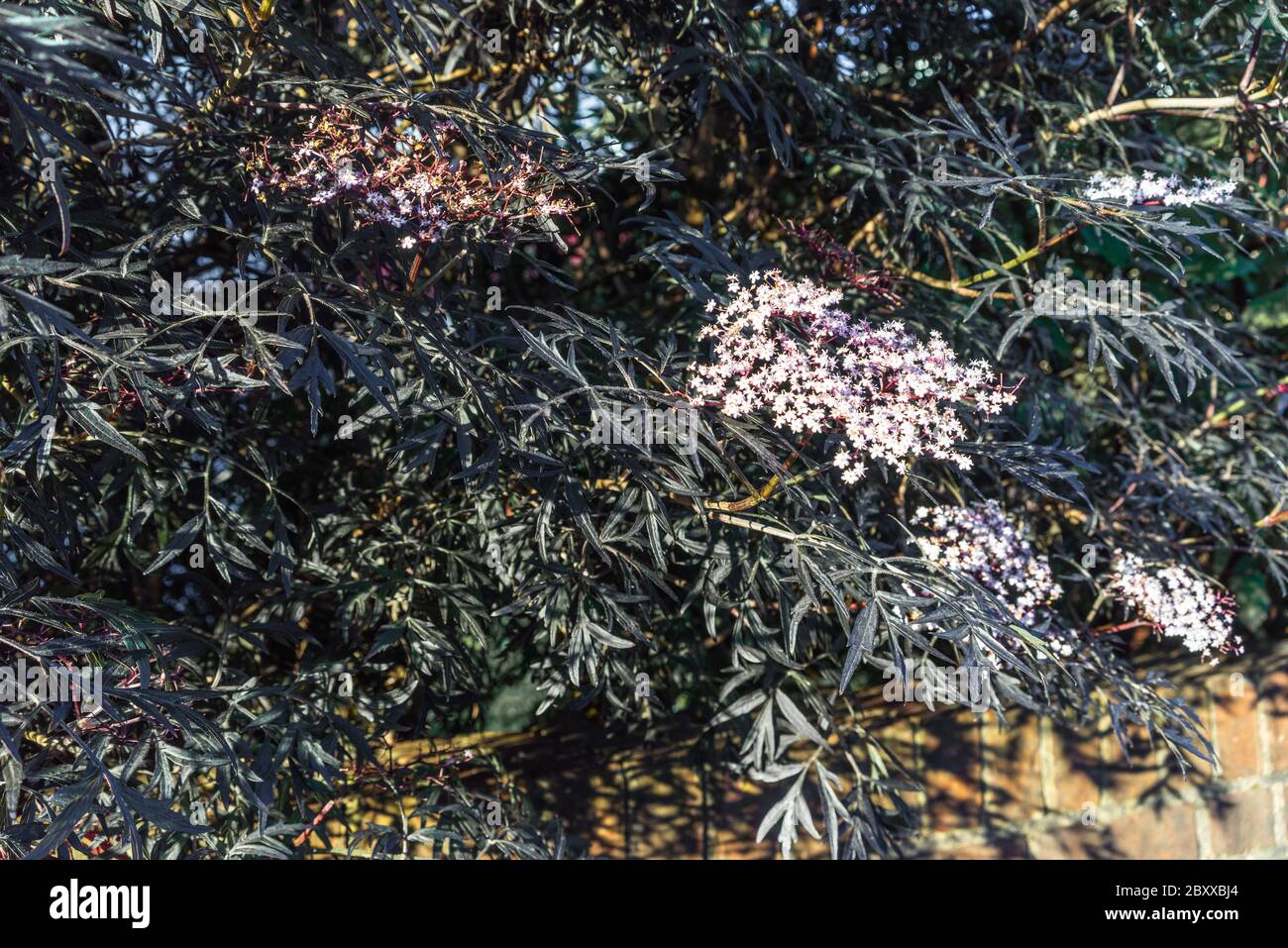 Sambucus nigra 'Black Lace' bush with flowers during late Spring in an English garden, UK Stock Photo