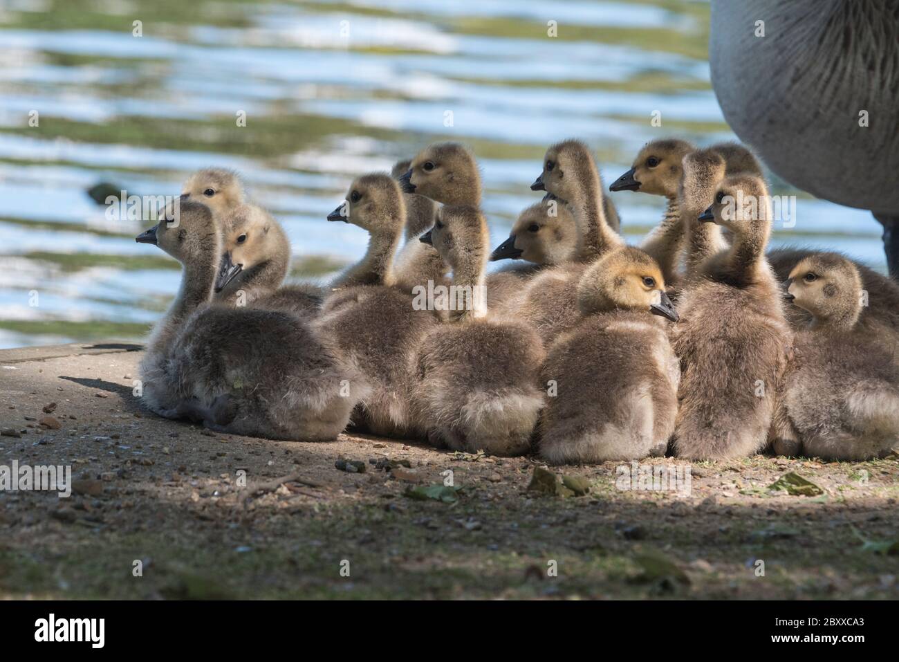 Canada Geese (Branta canadensis) chicks resting on the riverbank Stock Photo