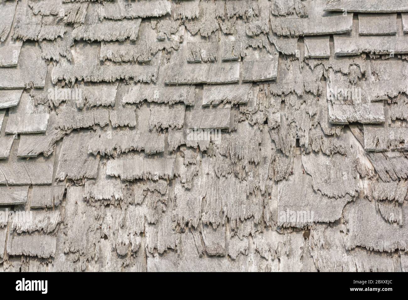 Wind and rain damaged old wood shingle / wood shake roof in poor repair
