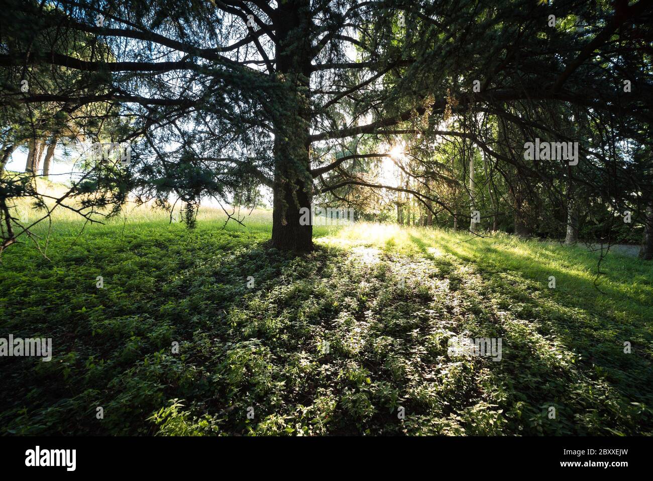 Big tree hit by sunrays at the sunrise in the woods Stock Photo