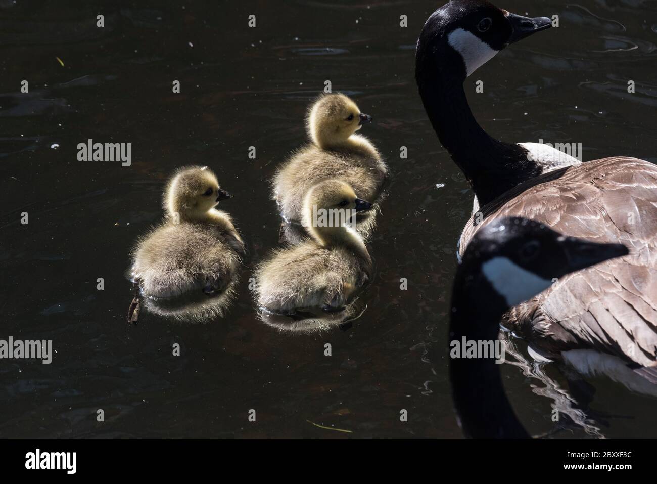 Swimming Canada Geese (Branta canadensis) chicks Stock Photo