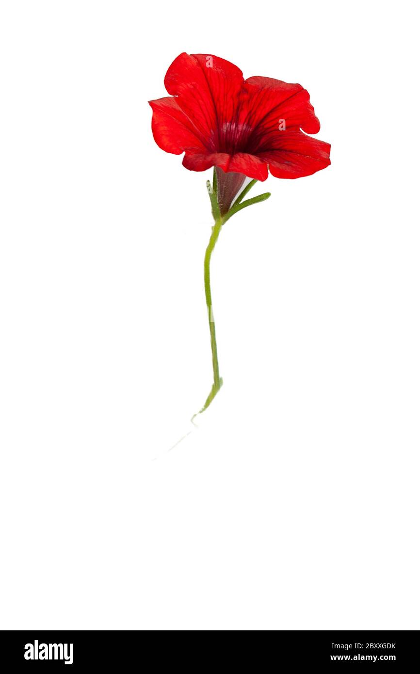 Red flower, bell on white background. Stock Photo