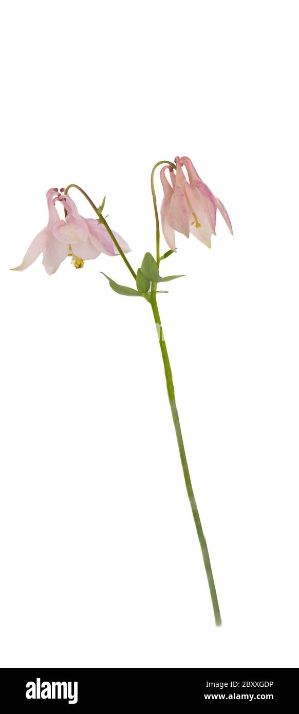 Pink flower of aquilegia or aquilegia vulgaris or akelei isolated on white. Stock Photo