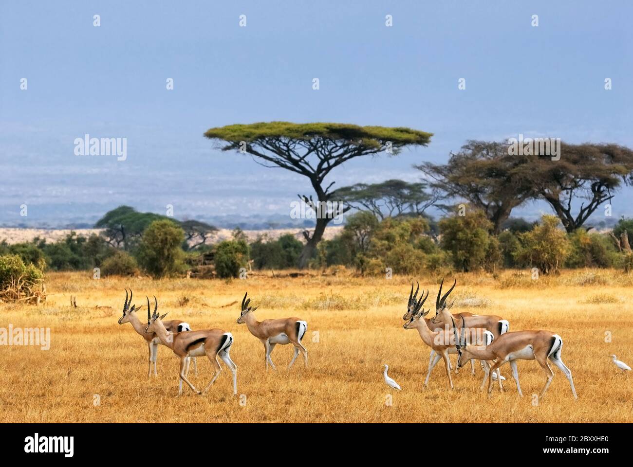 African landscape with gazelles, Amboseli, Kenya Stock Photo