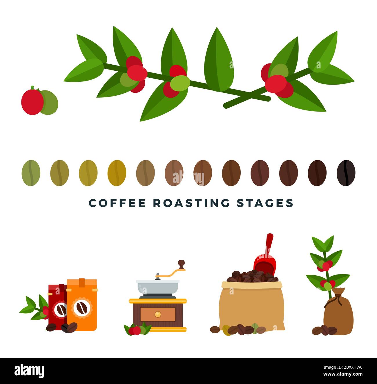 Coffee roasting stages flat style vector illustration. Stock Vector