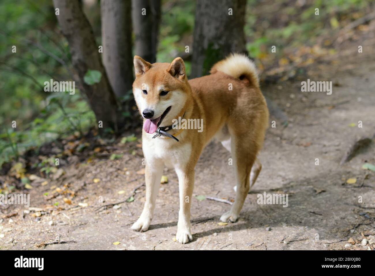 Shiba inu dog Stock Photo - Alamy