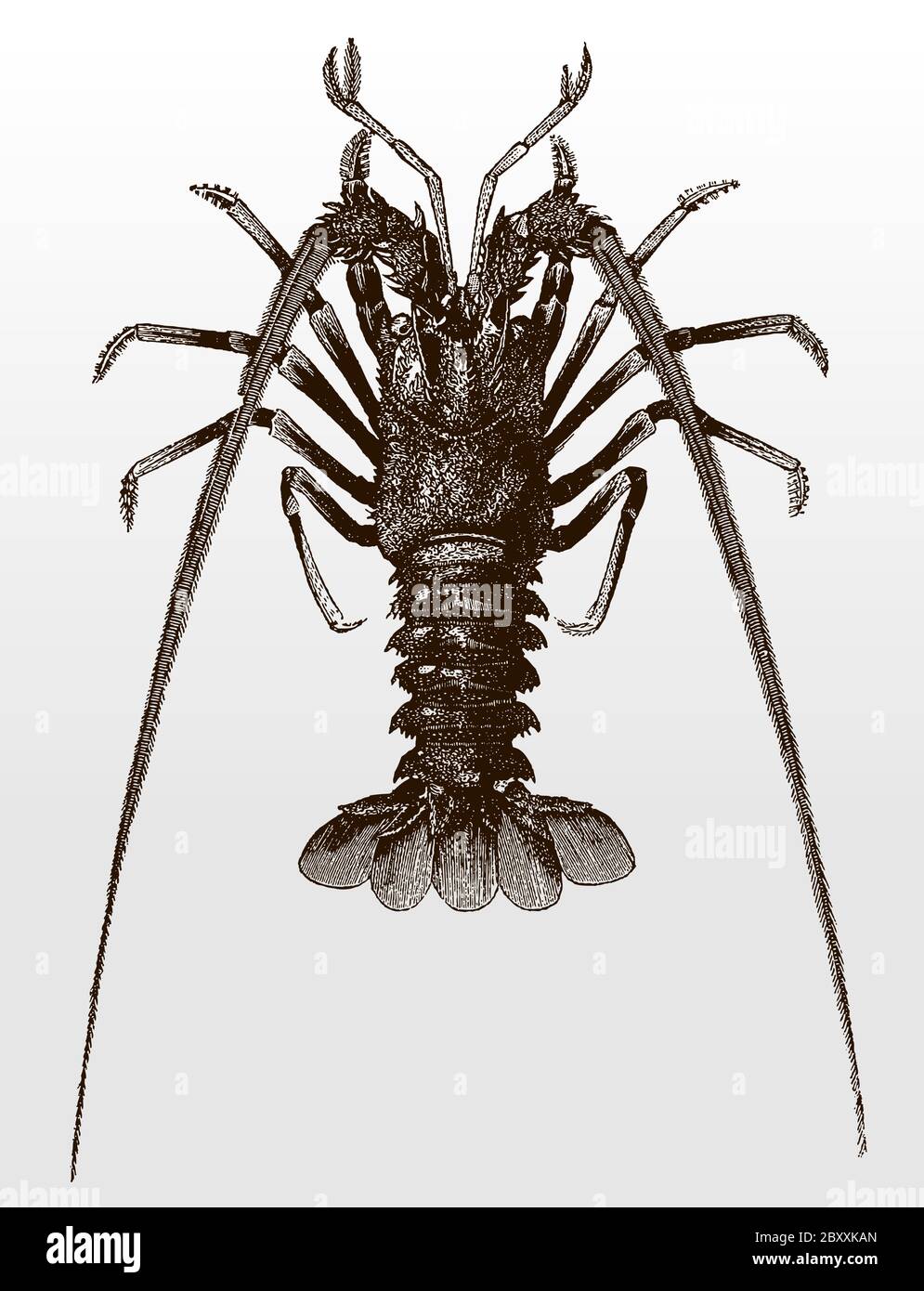 European spiny lobster or crayfish, palinurus elephas in top view after