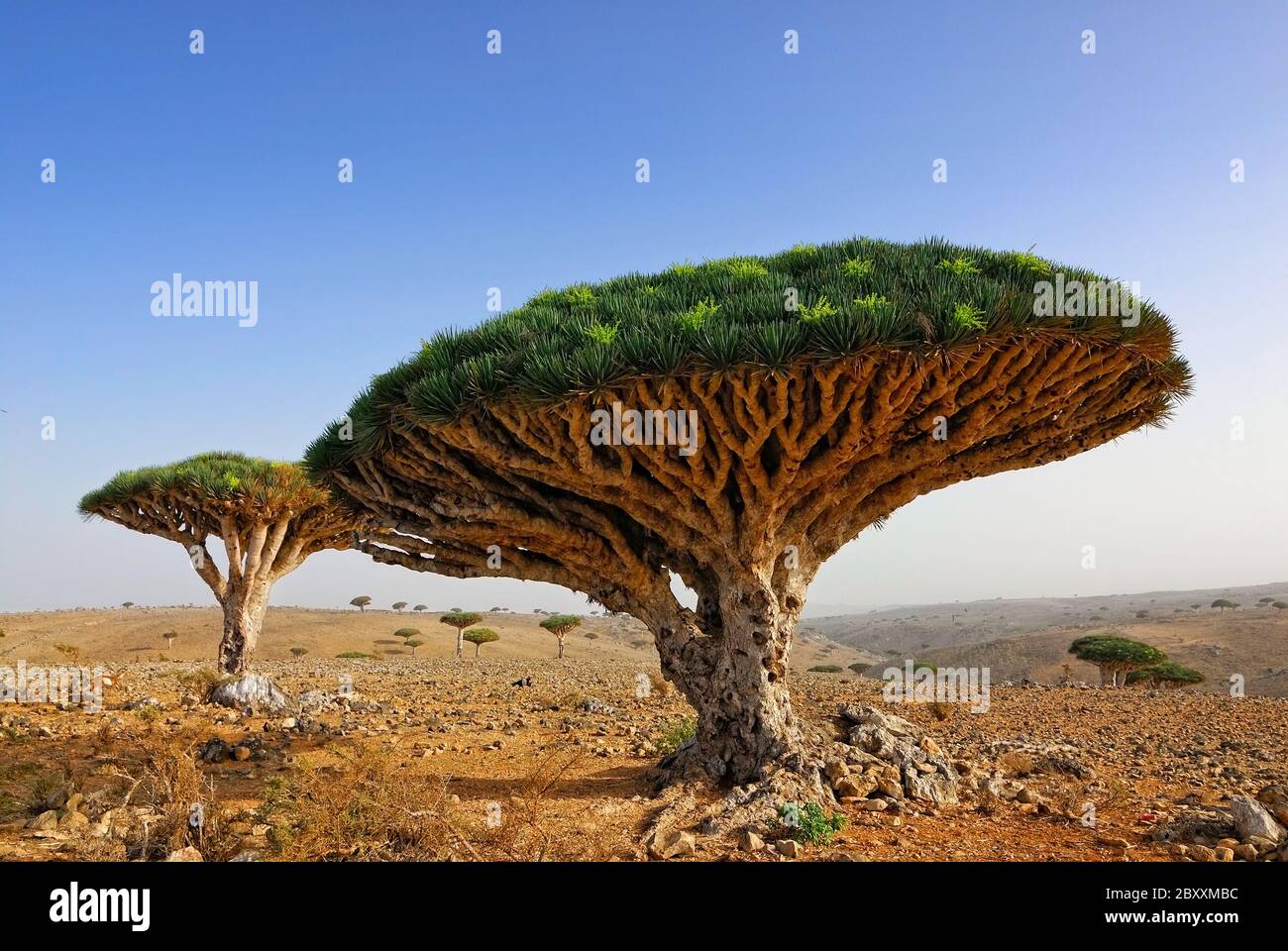 Endemic plant Dragon Blood Tree in the island Socotra Stock Photo - Alamy