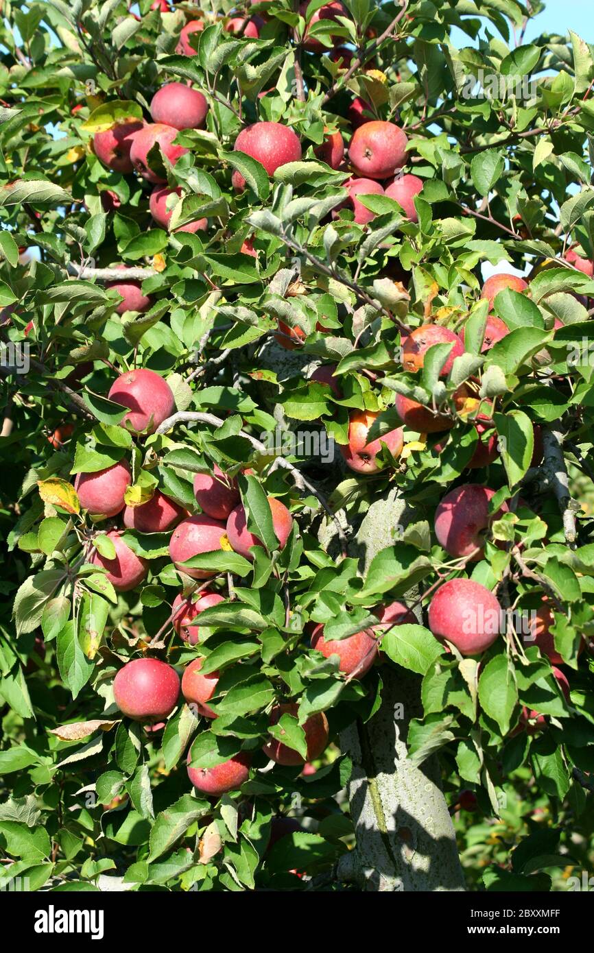 Winesap hires stock photography and images Alamy