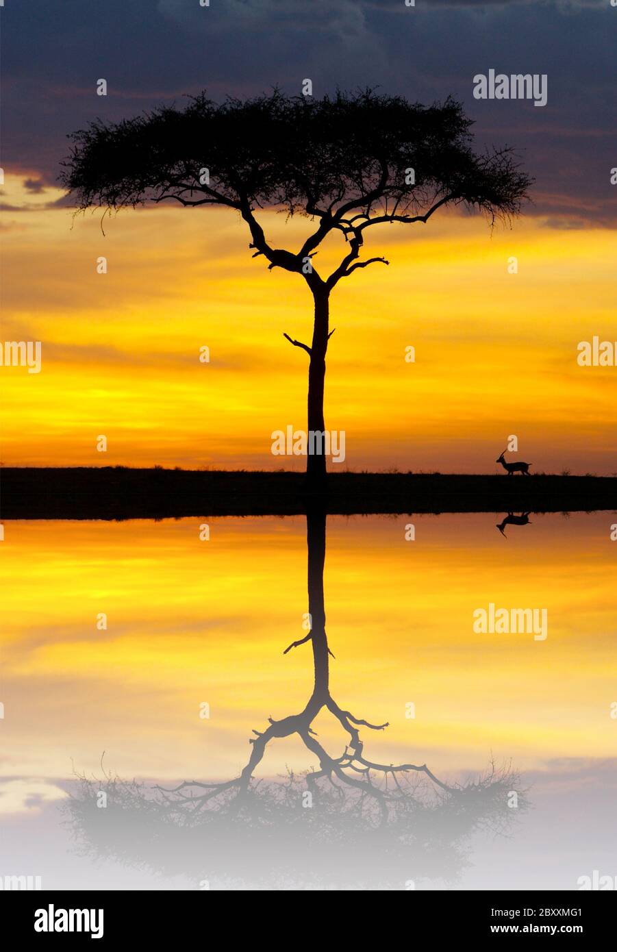 African safari sunset with an Impala grazing Stock Photo