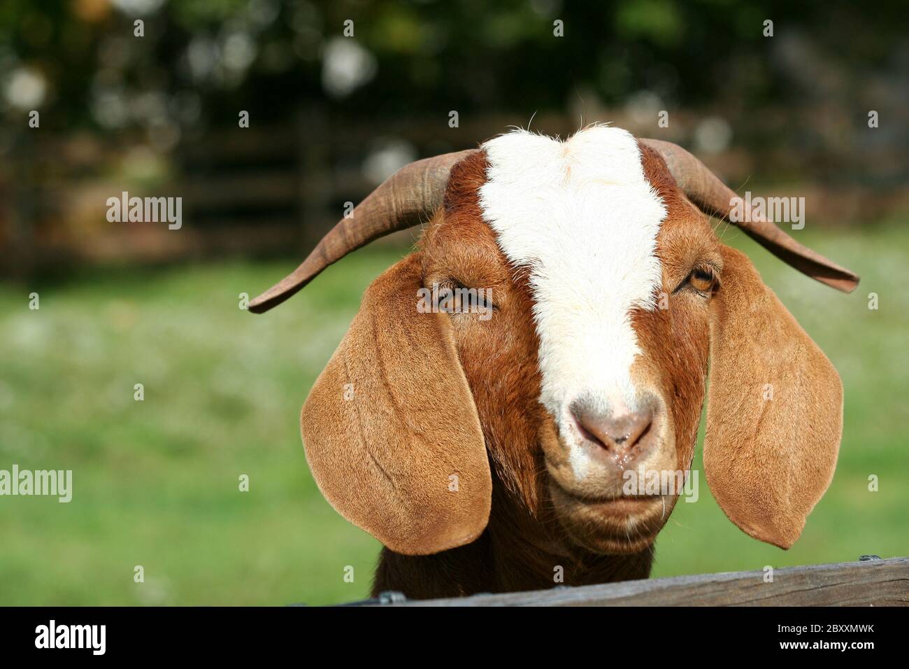 Billy goat with head over fence Stock Photo Alamy