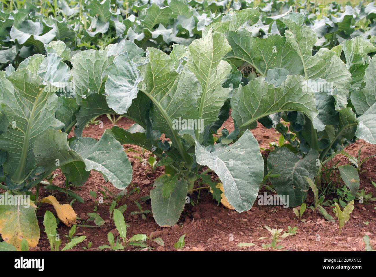 A bunch of Plants in a field ready for harvest Stock Photo Alamy
