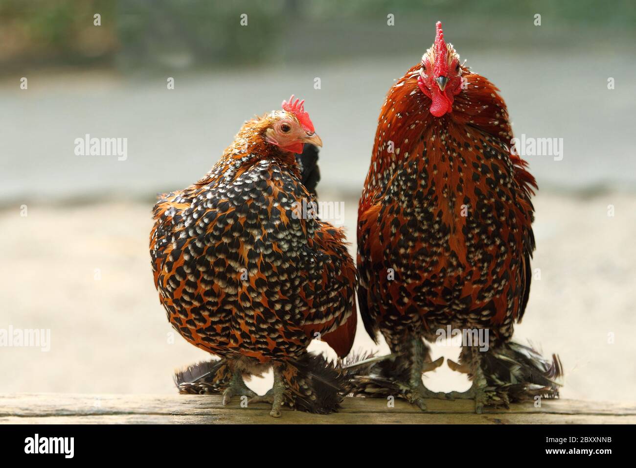 Ornamental chickens hires stock photography and images Alamy