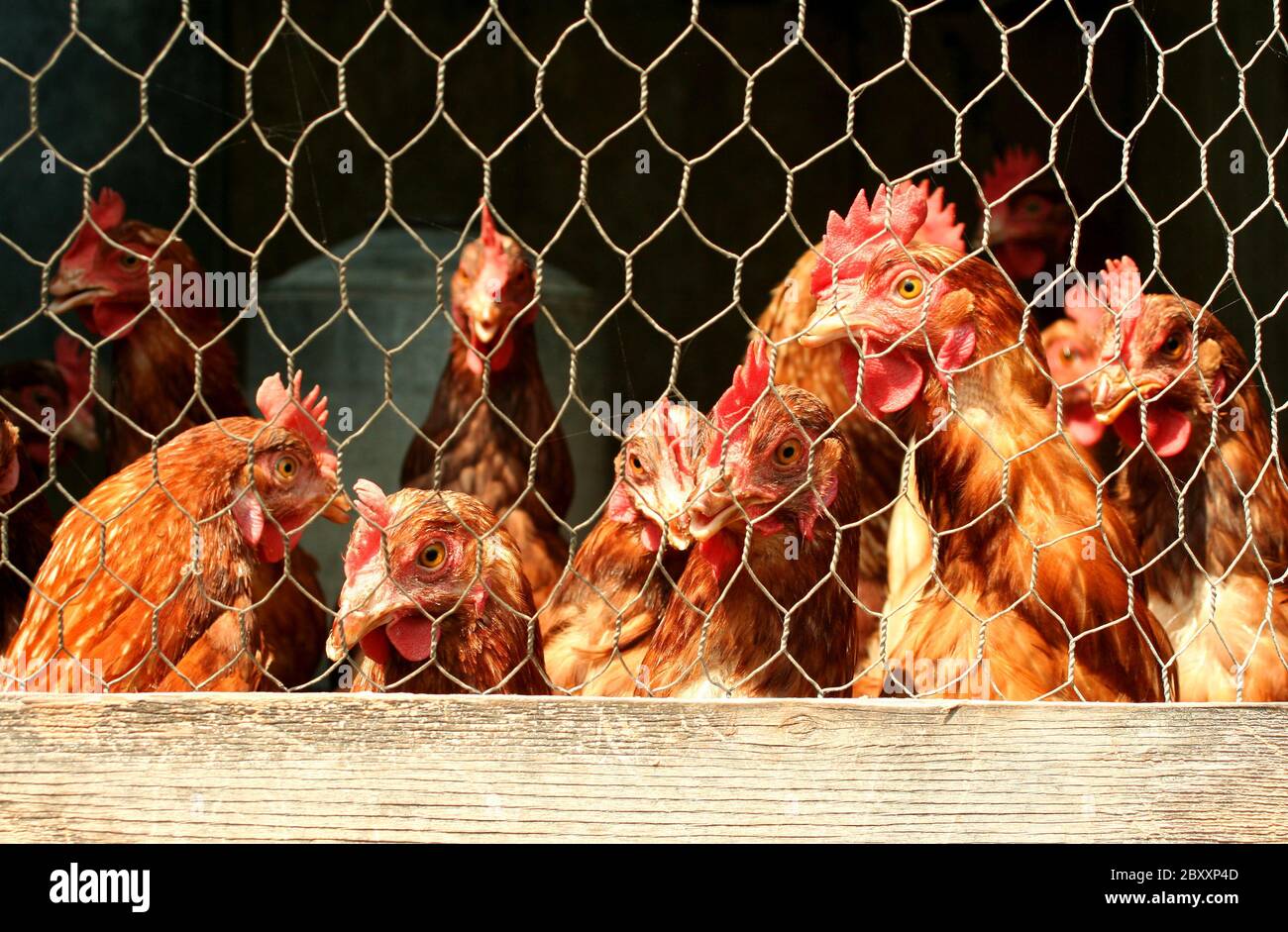 Chickens and a coop hi-res stock photography and images - Alamy