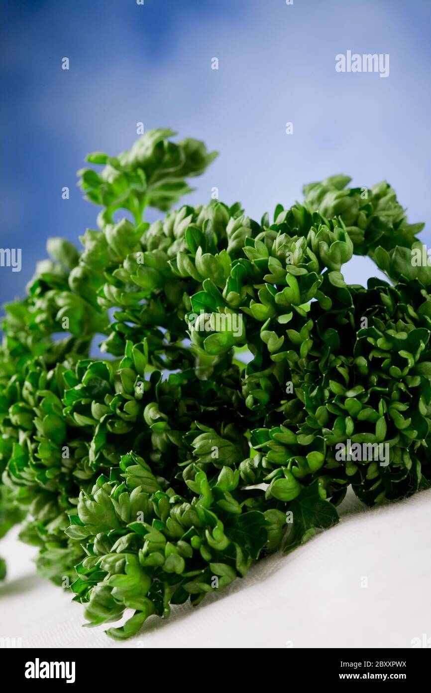 Curley Parsley Stock Photo