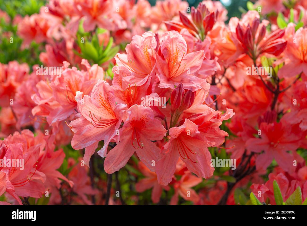 Pink rhododendrons close-up, flowering trees. Stock Photo