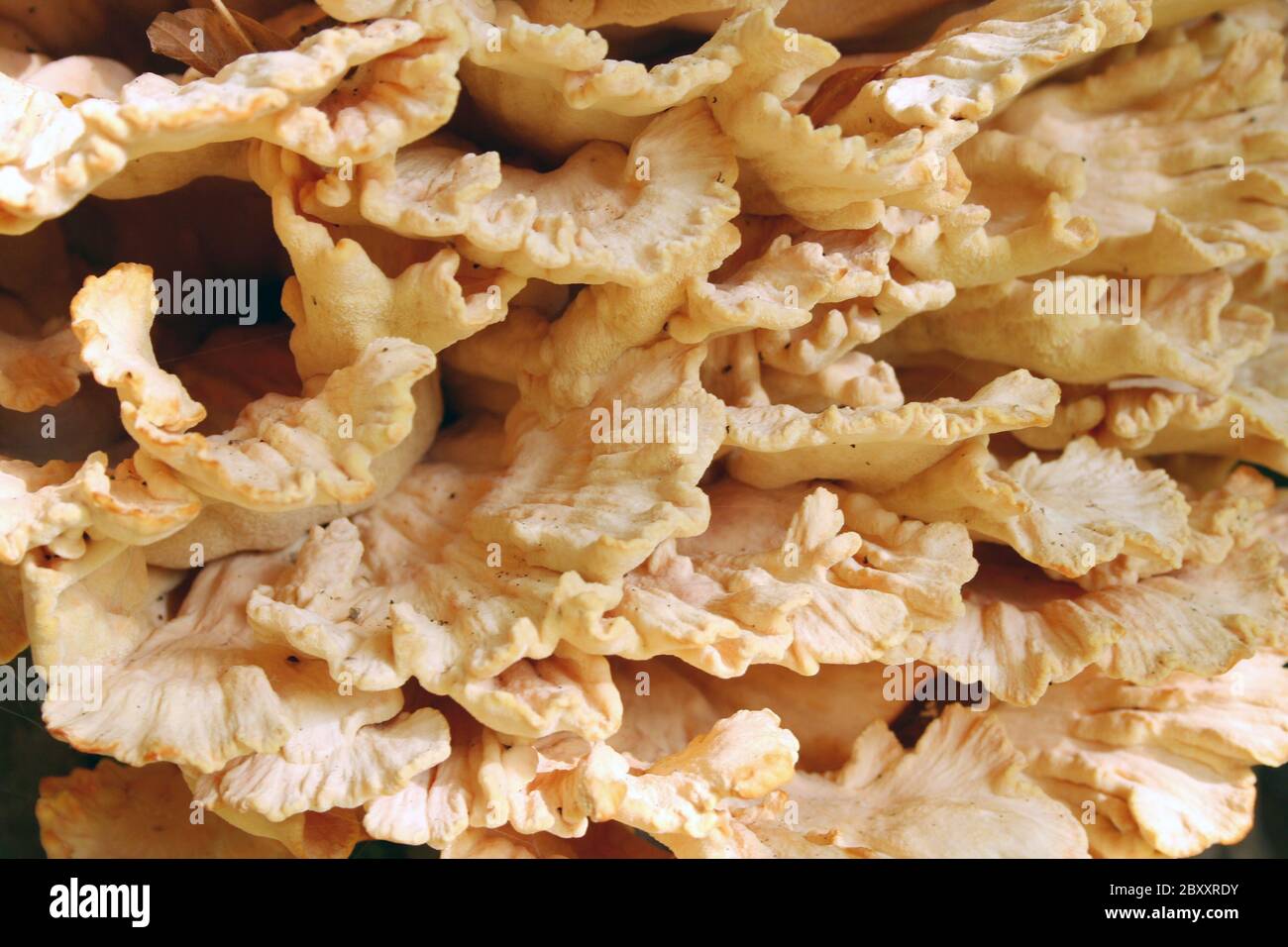 A large Tree fungus on a tree Stock Photo