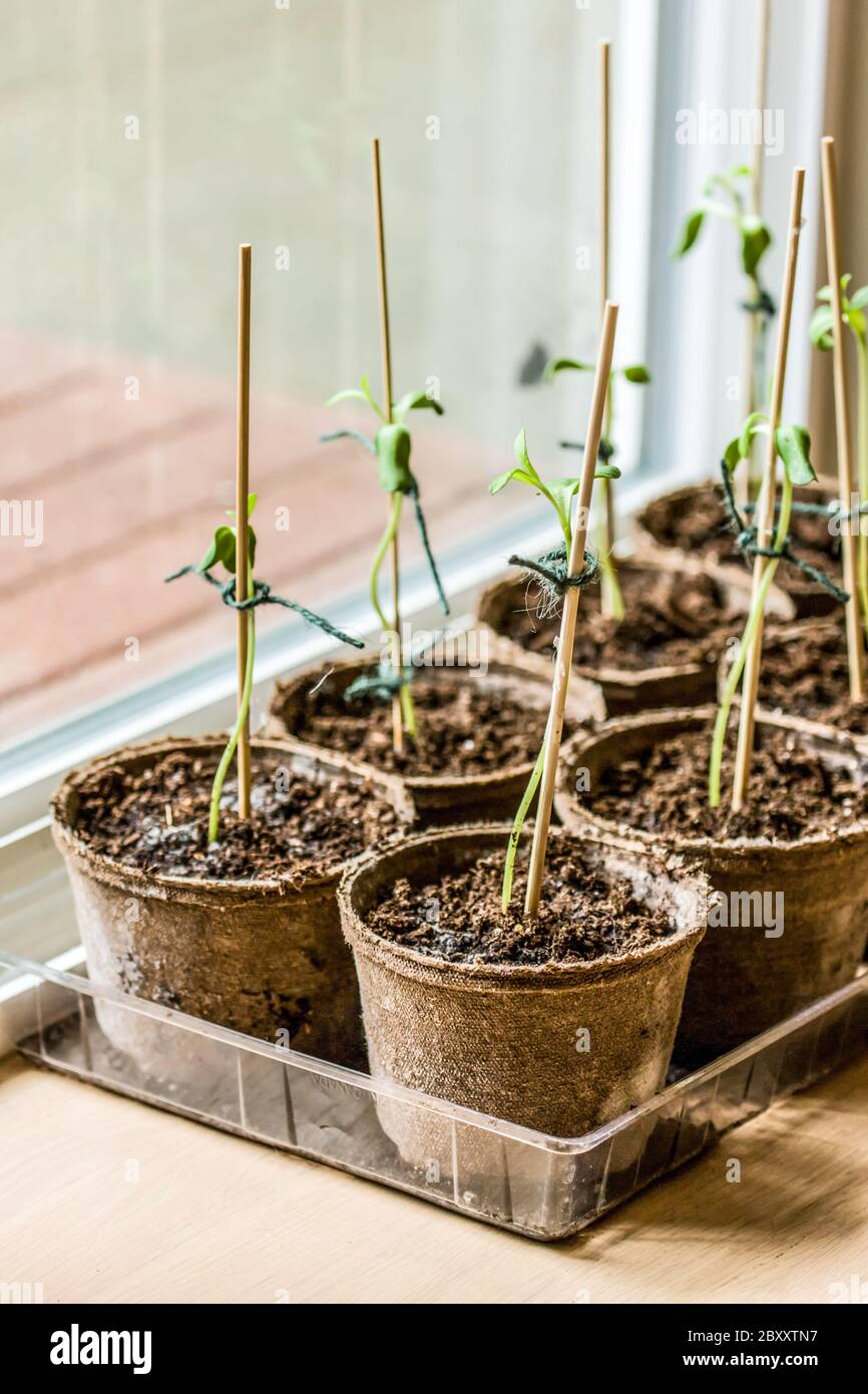 Sunflower seedlings growing in peat pots by a sliding glass door Stock