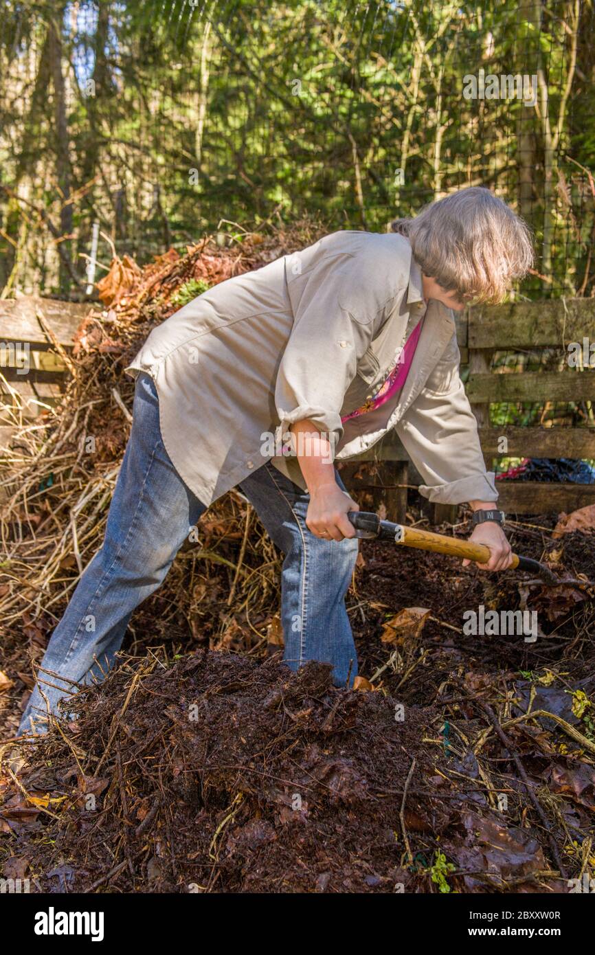 Woman turning this compost pile with a compost fork.  This compost pile illustrates poor composting techniques, as the pieces are large and decomposin Stock Photo