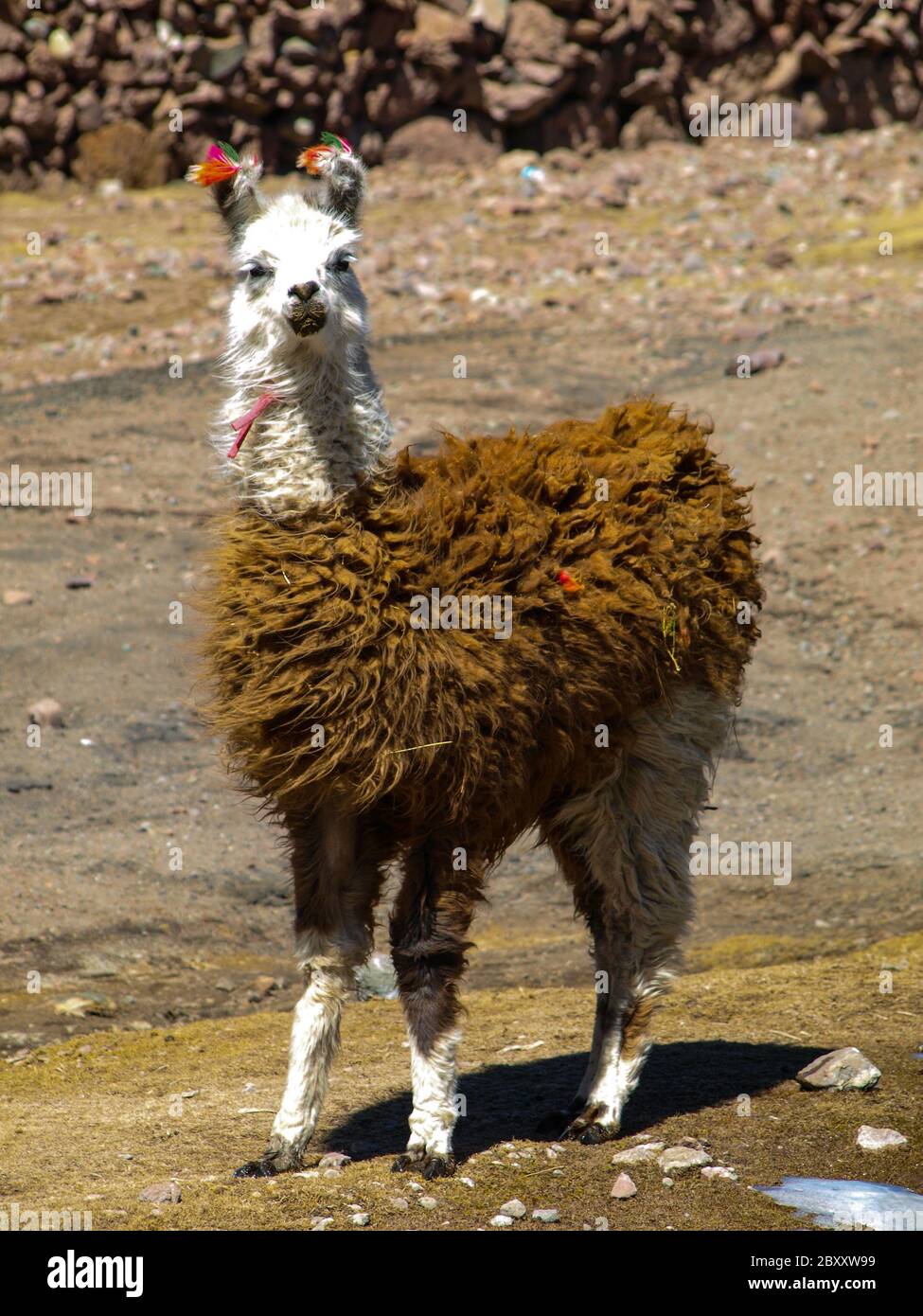 Llama - typical and funny south american mammal Stock Photo