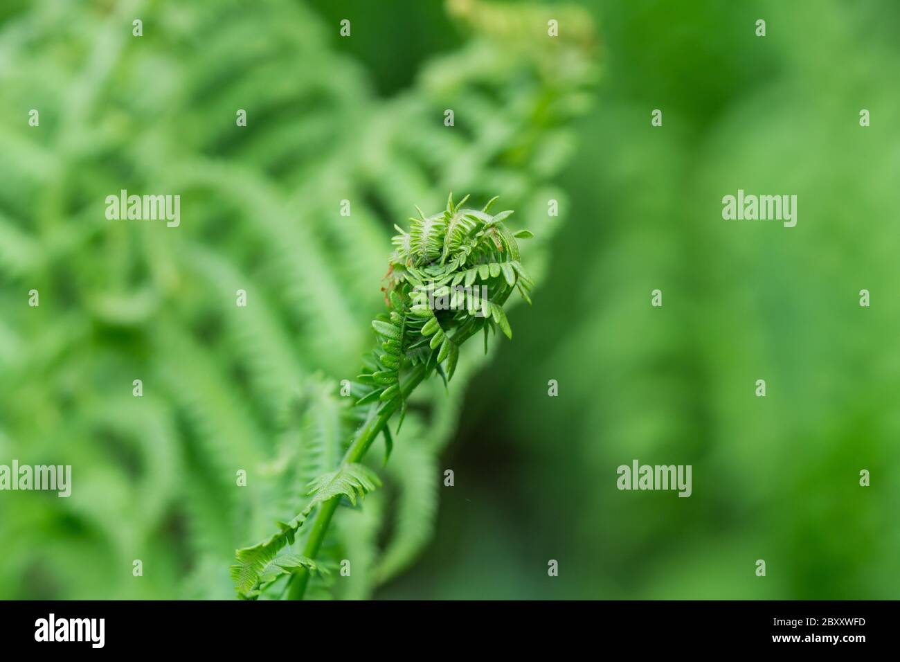 Tree fern fronds hi-res stock photography and images - Alamy