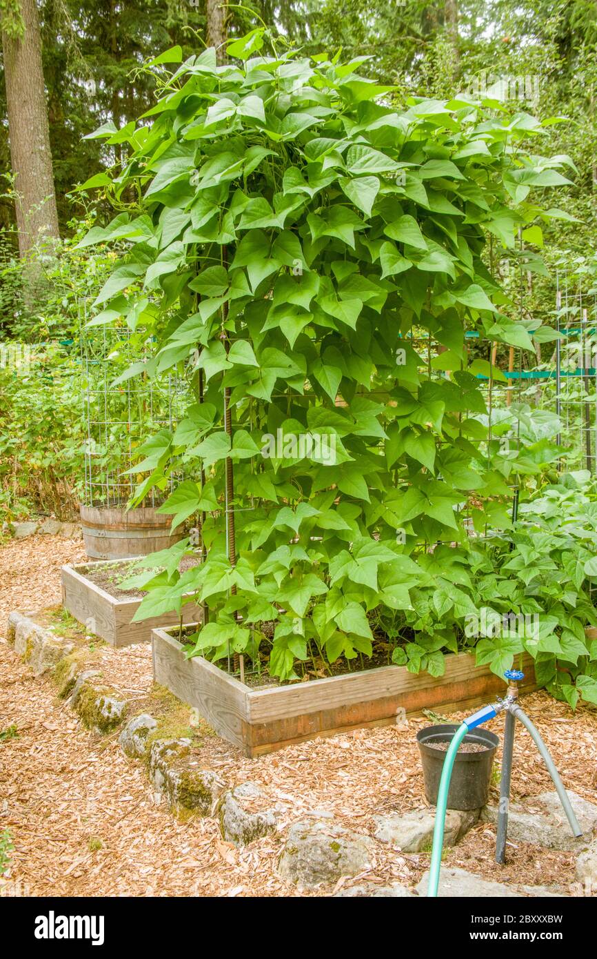 Pole green beans growing on a trellis in a raised bed garden, with a