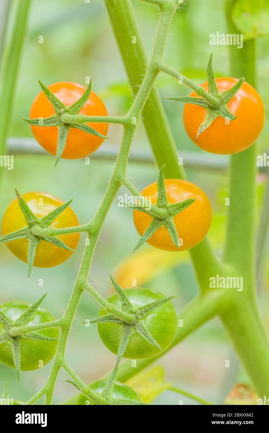 Cluster of Sun Gold cherry tomatoes growing on the vine, in various stages of ripeness, in Issaquah, Washington, USA.  This is an indeterminate tomato Stock Photo