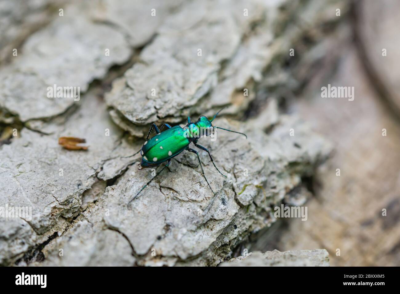 Six-Spotted Tiger Beetle in Springtime Stock Photo
