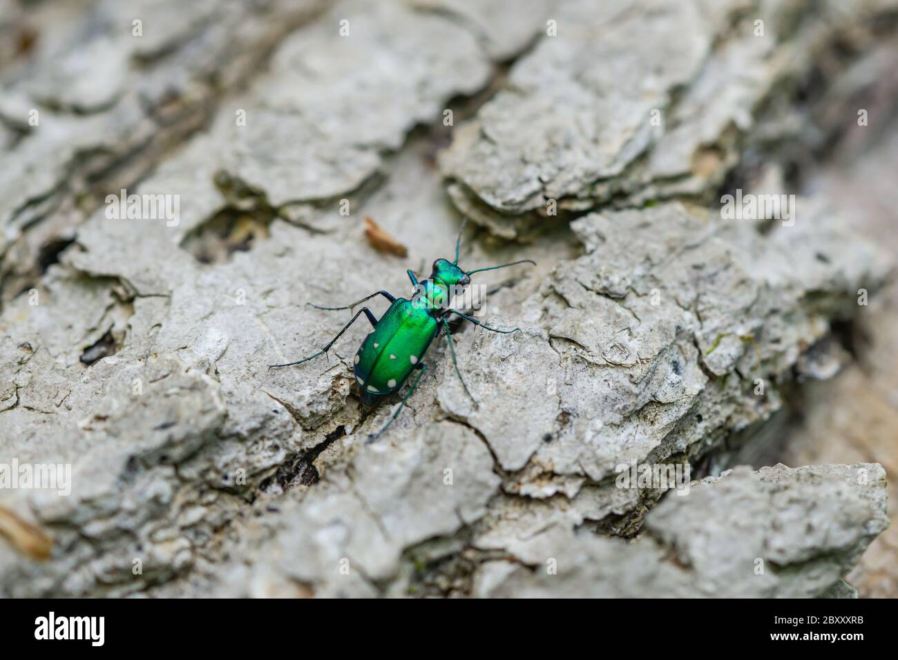 Six-Spotted Tiger Beetle in Springtime Stock Photo