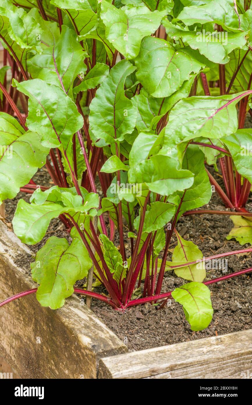 Red Ace beets growing in a raised bed vegetable garden in Issaquah, Washington, USA Stock Photo