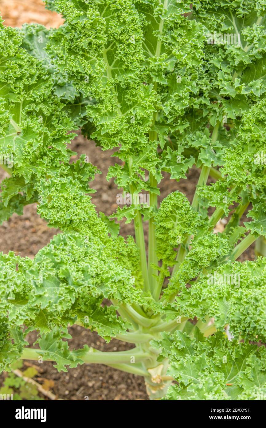 Dwarf Blue Scotch kale growing in a garden in Issaquah, Washington, USA.  Other names for this variety are Vates, Blue curled scotch, Dwarf blue, Dwar Stock Photo