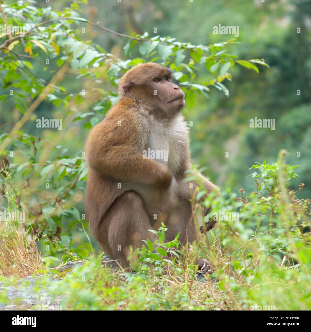 Monkey in the wild Stock Photo