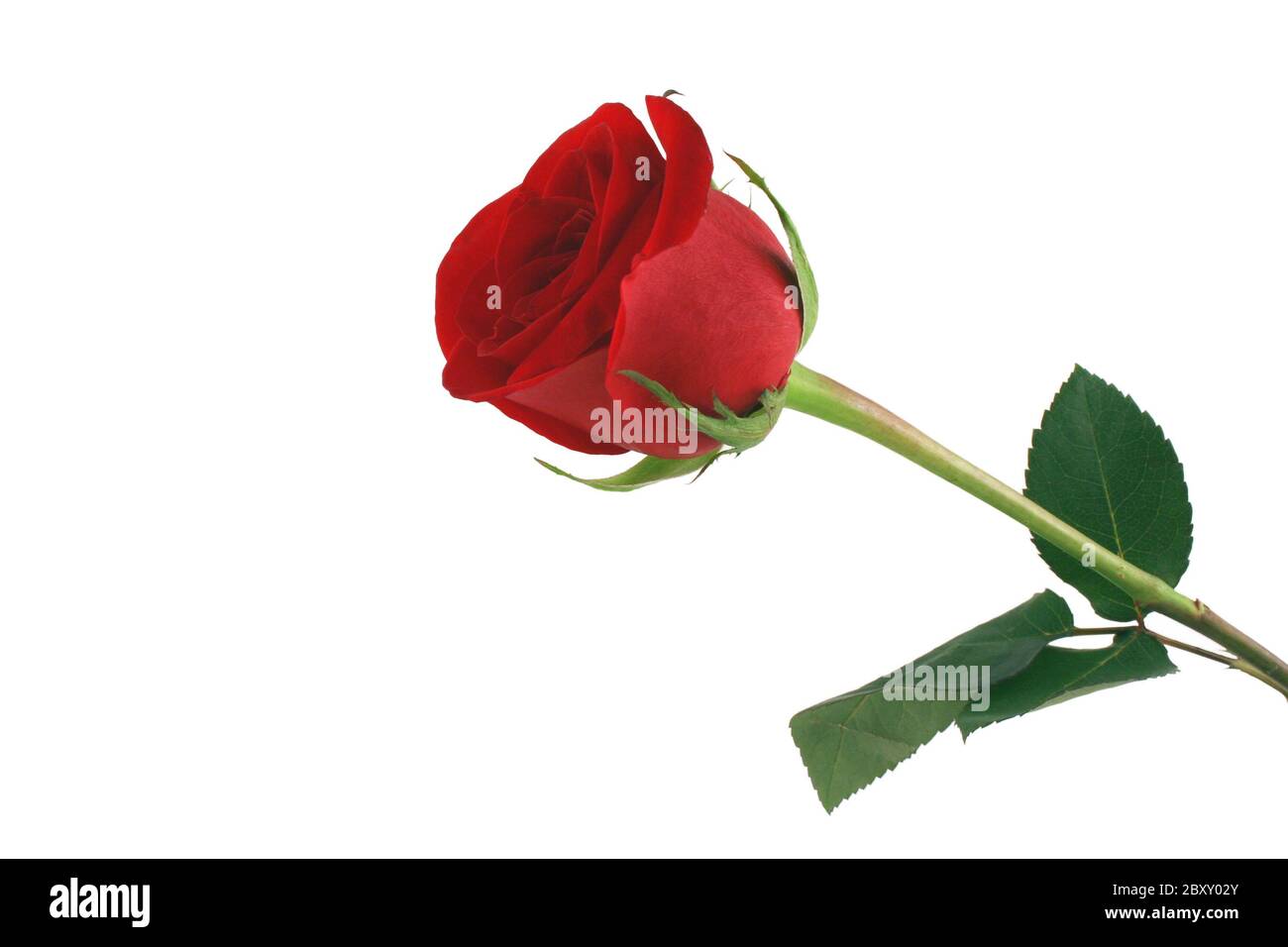 A Isolated red rose on white background Stock Photo - Alamy