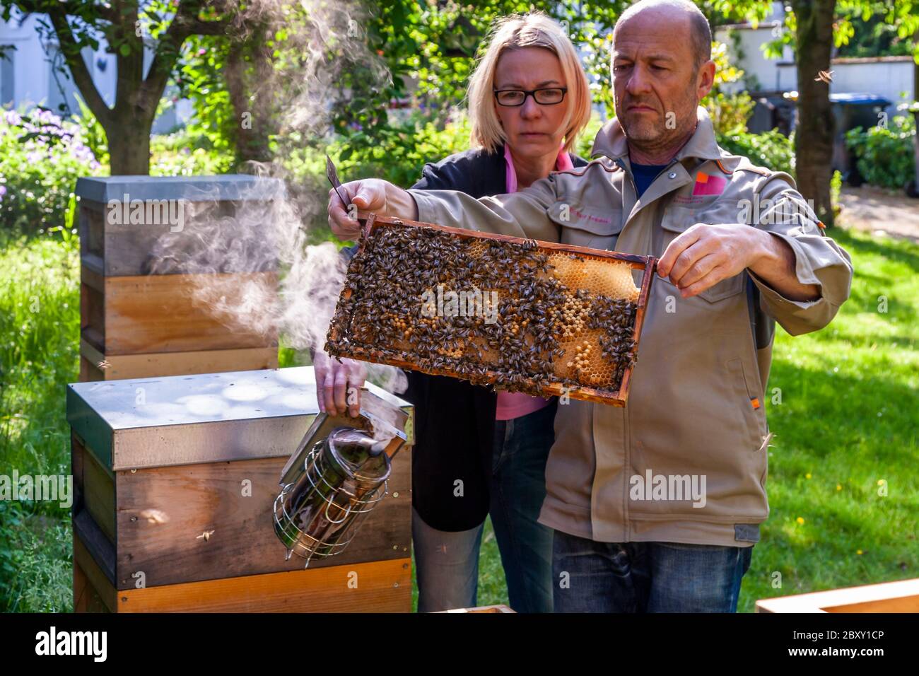 Beekeepers inspect a hive of bees and make a lot of smoke in the process. Beekeeping in Grevenbroich, Germany Stock Photo
