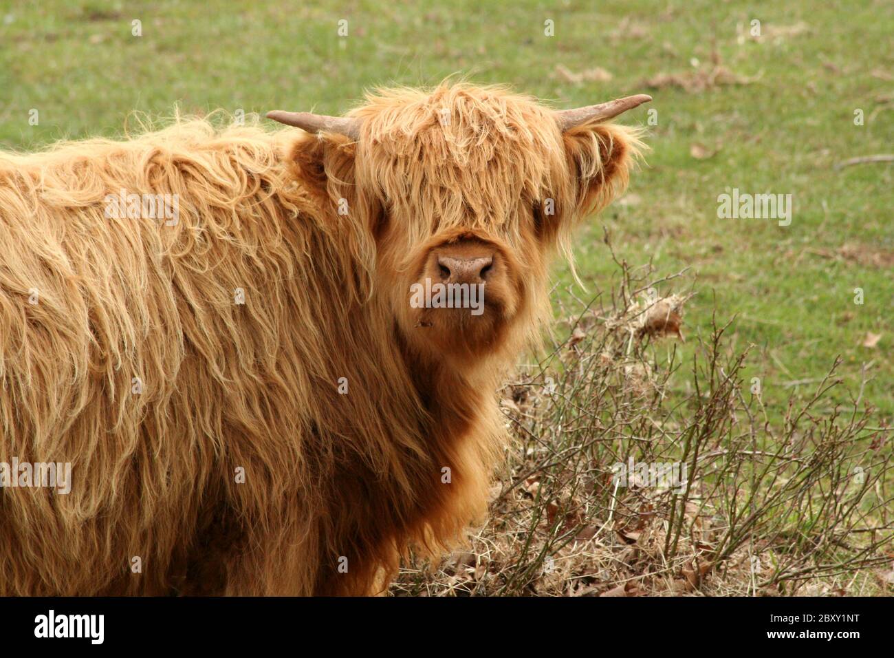 A Highland cow in a green field Stock Photo - Alamy