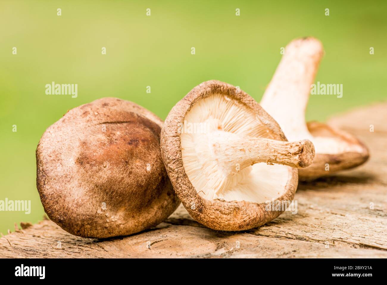 Edible Shiitake (Lentinus edodes) mushrooms on a rustic wooden table in western Washington, USA Stock Photo