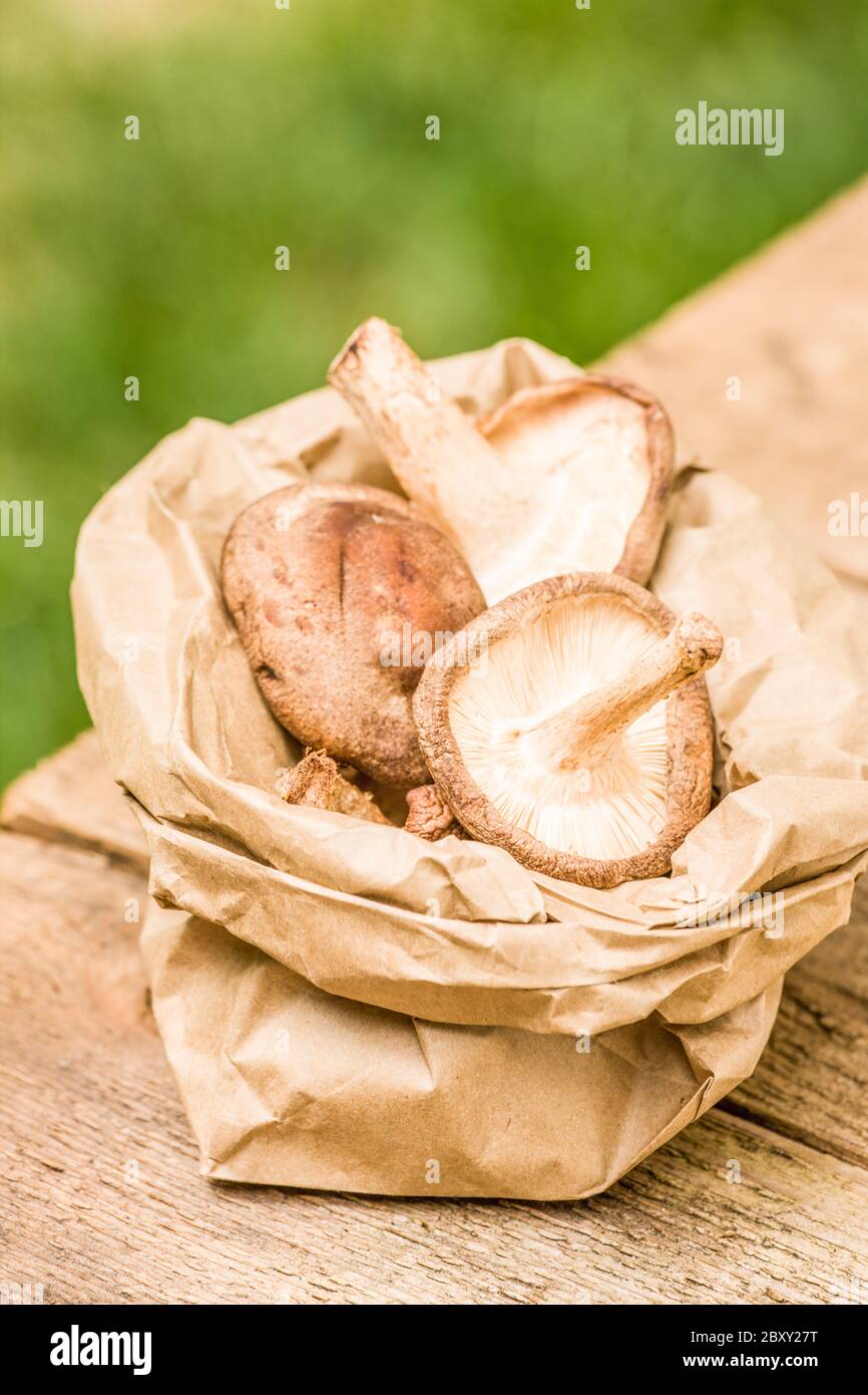 Shiitake (Lentinus edodes) mushrooms in a paper bag, on a rustic wooden table, with grass in the background, in western Washington, USA Stock Photo