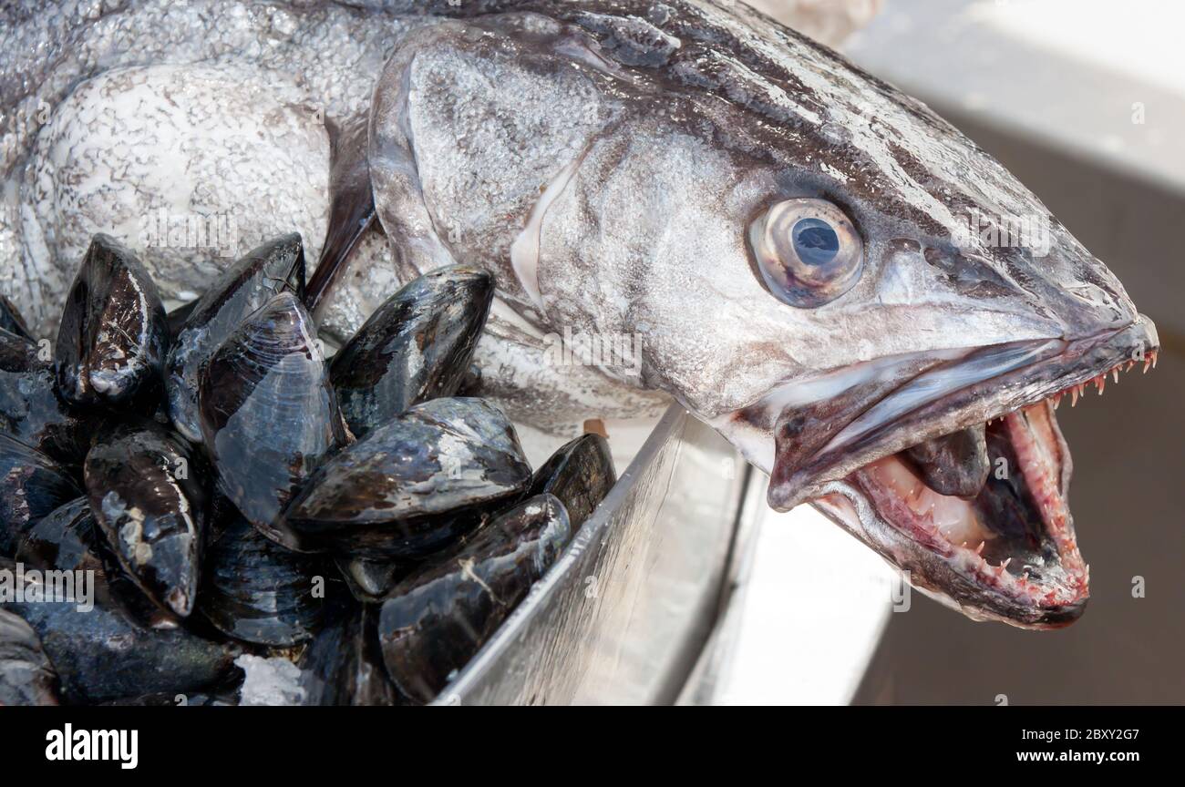 Fresh mussels and fish for sale in Weymouth, Dorset Stock Photo