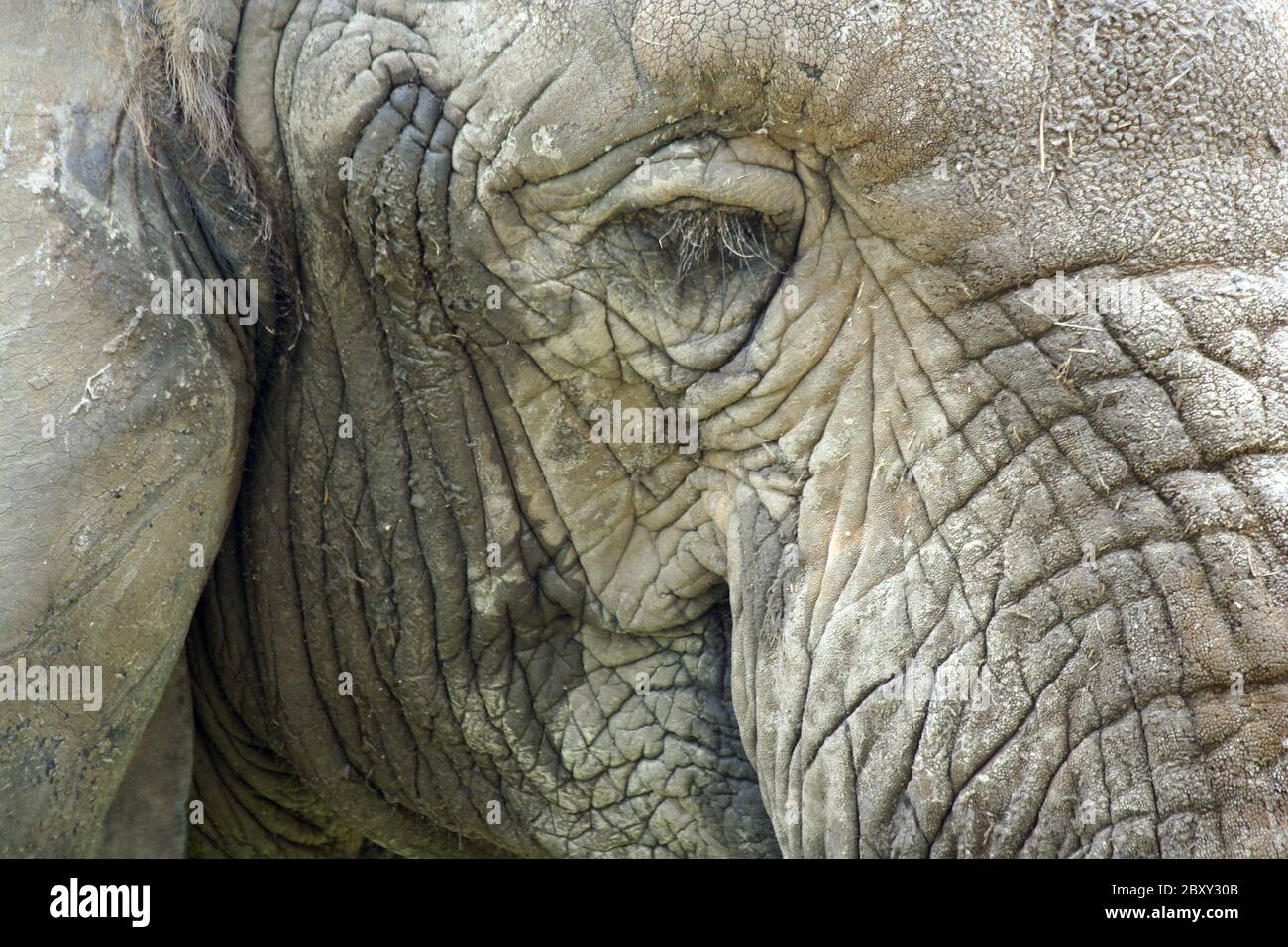 Elephant close hi-res stock photography and images - Alamy