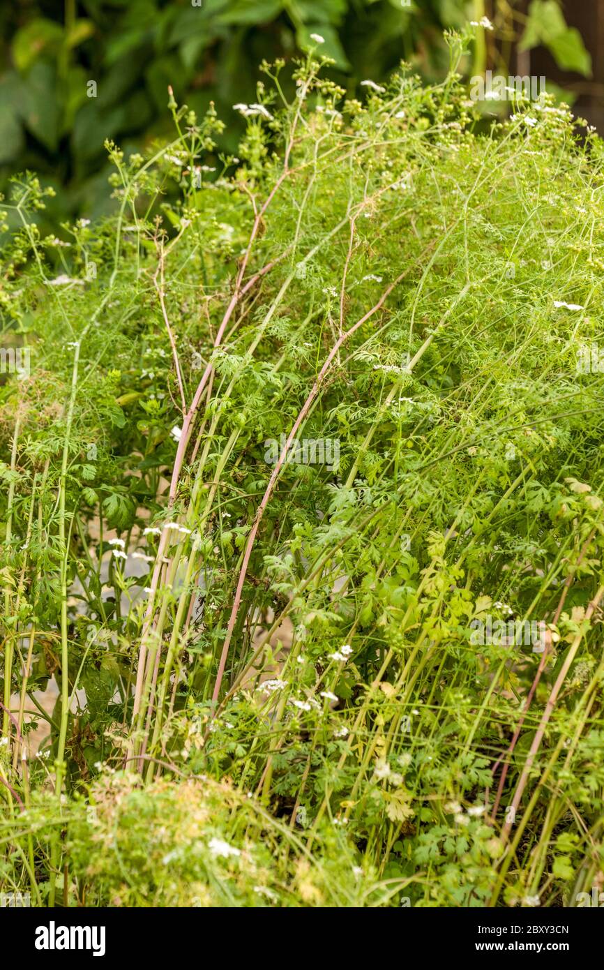Cilantro plants going to seed in a vegetable and herb garden in Carnation,  Washington, USA Stock Photo - Alamy