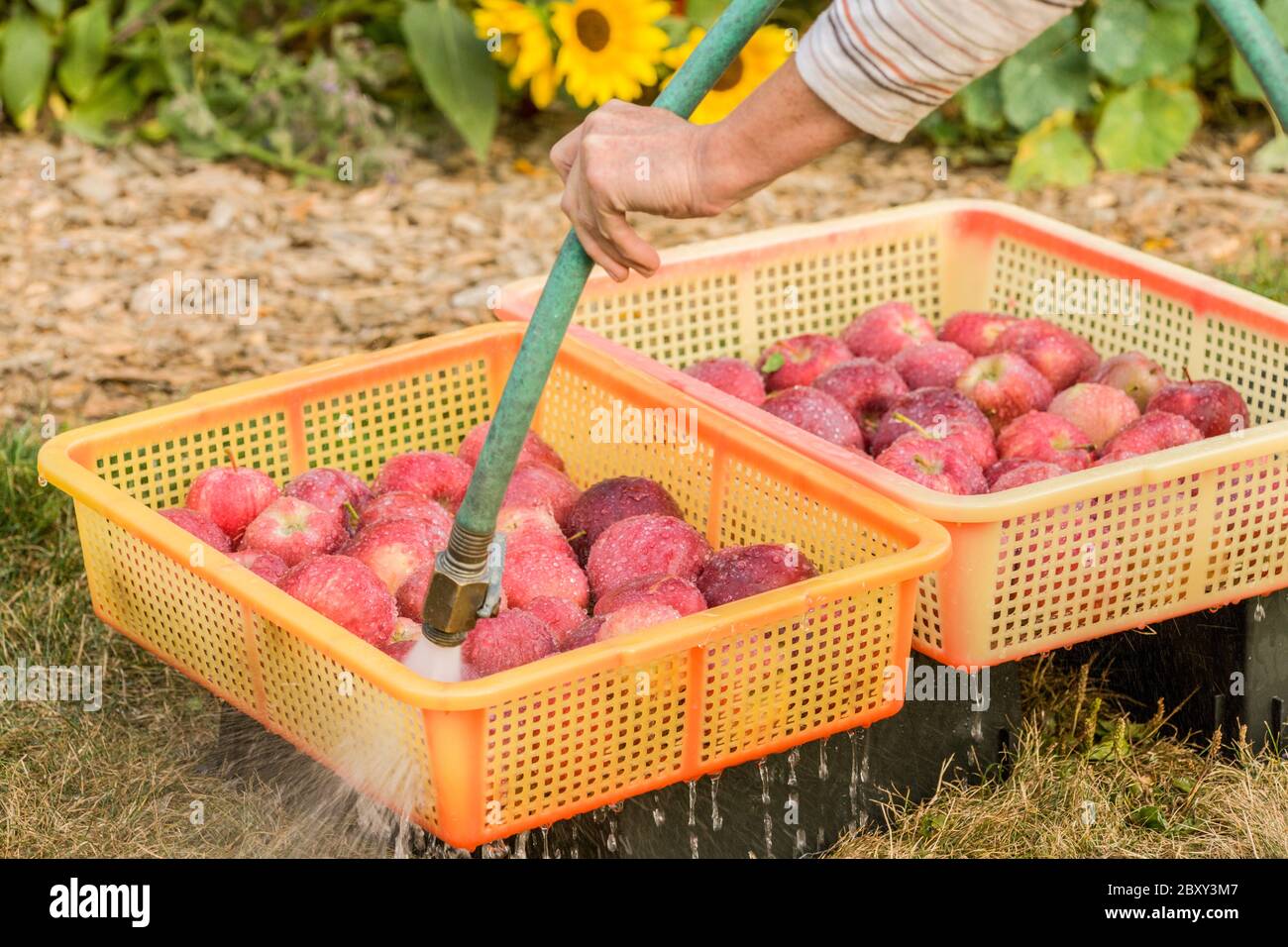 Woman washing freshly harvested Red Delicious apples in Carnation
